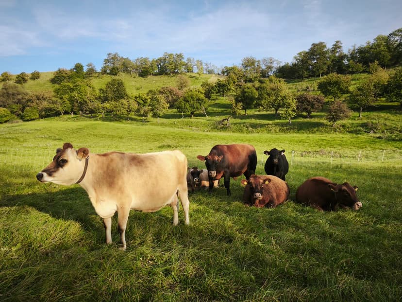Krávy plemene Jersey a Aberdeen Angus na pastvě na ekofarmě Člupy, zvířata jsou venku celý rok